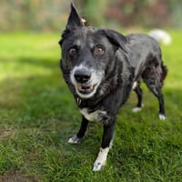 WILLY, chien à adopter