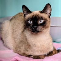 JANE, chatte à adopter