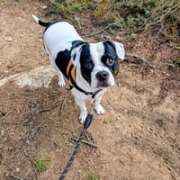 Mya, chienne à adopter