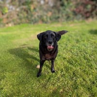 REINE, chienne à adopter