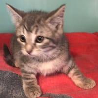 Grisette (en cours d'adoption), chatte à adopter