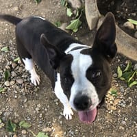 SCARLA, chienne à adopter