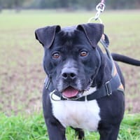 L'KAÏ HAA24654, chien à adopter