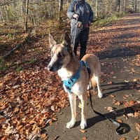 RYHO PAA23096, chien à adopter