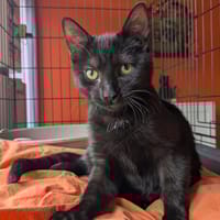 PETIT MINOU, chat à adopter