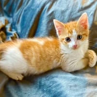 BAILEY, chat à adopter