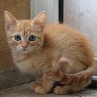 GLADYS, chatte à adopter