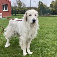 Ollie, chienne à adopter