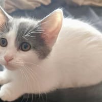APRILLIA, chatte à adopter