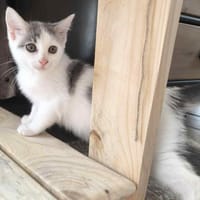 ASCHA, chatte à adopter