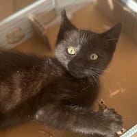 Agora, chatte à adopter