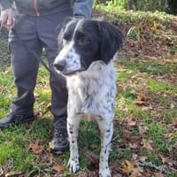 paillette, chienne à adopter