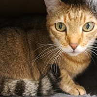 jasmin, chat à adopter