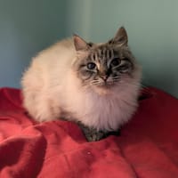 MISORA, chatte à adopter