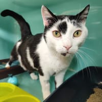 FELIX, chat à adopter