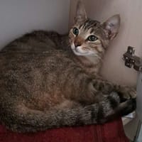 Athéna, chatte à adopter