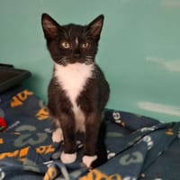 DORMEUSE, chatte à adopter