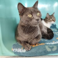 ZINA, chatte à adopter