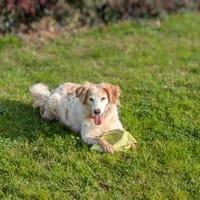 ELZA, chienne à adopter