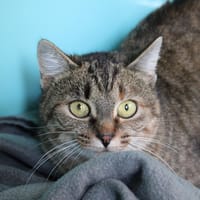 BOUCHON, chatte à adopter