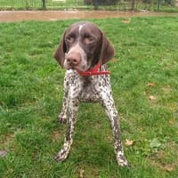 PAA23094 ciboulot, chien à adopter