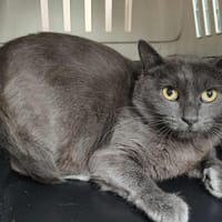 LODGE QCT, chatte à adopter