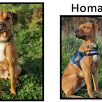 HOMARD, chien à adopter