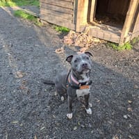 Athena, chienne à adopter