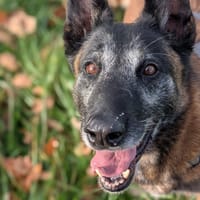 BUSAN VAA, chienne à adopter