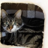 ALLY PAB28201, chat à adopter