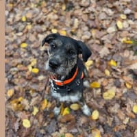 RAYA HAA24592, chienne à adopter