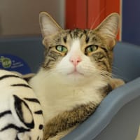 PRAIA PAB28063, chatte à adopter