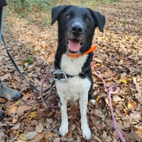 ROKY, chien à adopter