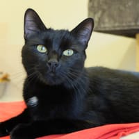 etna pab28005, chatte à adopter