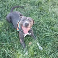 Mi Jack, chien à adopter