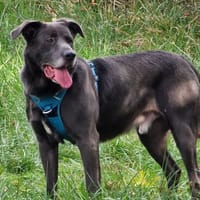 Bandit, chien à adopter