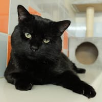 Cacio PAB27579, chat à adopter