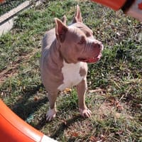 Polly, chienne à adopter