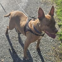 Chanel, chienne à adopter