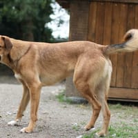 Mouto, chien à adopter