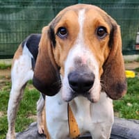 SONIC, chien à adopter