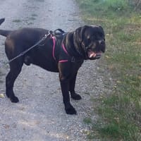 Rider, chien à adopter