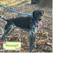 Mowgli, cane da adottare