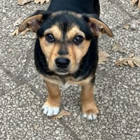 Astrid, chienne à adopter
