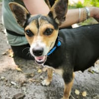 ROSE, chienne à adopter