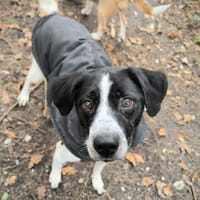 ASTRE, chien à adopter