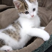 Tuli, chatte à adopter