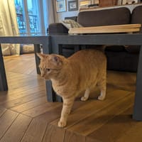 GROU, chat à adopter