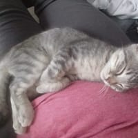 MACARON, chat à adopter