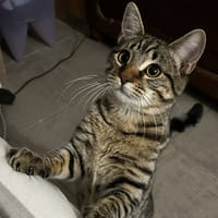 LINO, chat à adopter